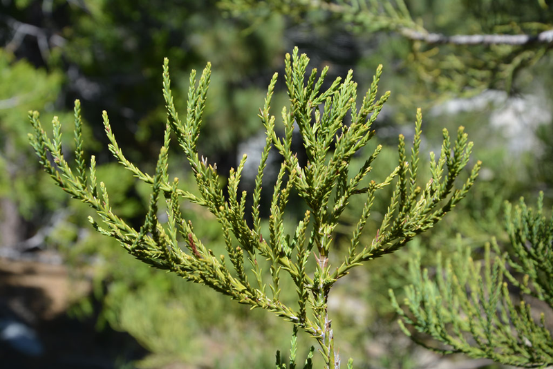 Illustration for article titled These Sequoia Trees Are Thriving 175 Miles South of Their Natural Range